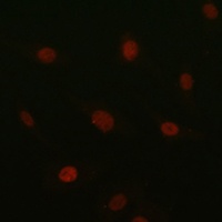 SOX10 antibody