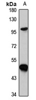 Spi-B Rabbit Polyclonal Antibody
