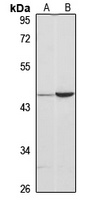SPOCK3 Antibody