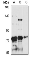 SRBD1 Antibody