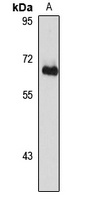 SRRP86 Rabbit Polyclonal Antibody