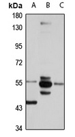 SRP54 Rabbit Polyclonal Antibody