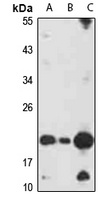 TRAP gamma Rabbit Polyclonal Antibody