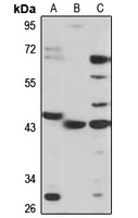 ST3GAL2 Antibody