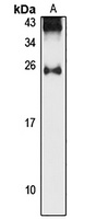 StARD5 Antibody