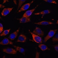 Stim2 Antibody