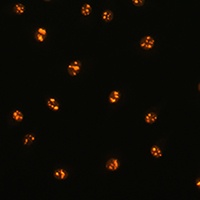 Anti-STK4 Antibody