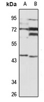 ILPIP Antibody