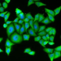Anti-Striatin-3 Antibody