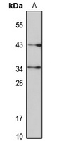 Syntaxin-10 Rabbit Polyclonal Antibody