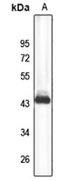 Syntaxin-16 Antibody