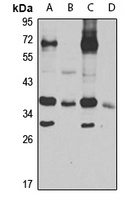 Syntaxin-4 Rabbit Polyclonal Antibody