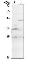 STYX Antibody