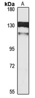 SCP1 Rabbit Polyclonal Antibody