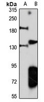 Synaptojanin-1 Rabbit Polyclonal Antibody