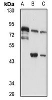 SYT6 Antibody