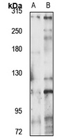 TAF1 Rabbit Polyclonal Antibody