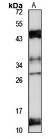 TAF9B Rabbit Polyclonal Antibody