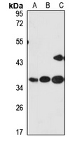 CKAP1 Antibody