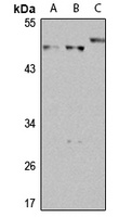 Thromboxane A2 Receptor Rabbit Polyclonal Antibody