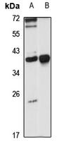 TCEA1 Antibody