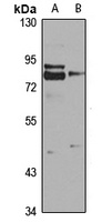 Tectonic-2 Rabbit Polyclonal Antibody