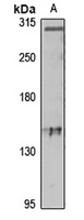 TEP1 Rabbit Polyclonal Antibody