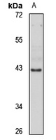 4 Rabbit Polyclonal Antibody (AP)