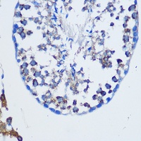 Anti-TGN38 Antibody