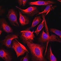 Anti-TGN38 Antibody