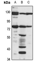 THNSL1 Rabbit Polyclonal Antibody