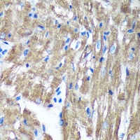 TIMMDC1 antibody