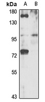 CD290 Rabbit Polyclonal Antibody