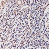Anti-TLR5 Antibody