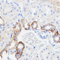 TMED3 antibody