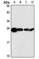 TMED9 Antibody