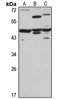 TMEM25 Antibody