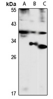 Tenomodulin Rabbit Polyclonal Antibody