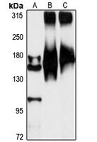 Tenascin R Rabbit Polyclonal Antibody