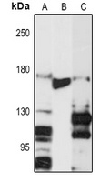 TONSL Antibody