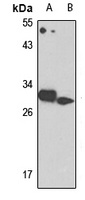 TRH Antibody
