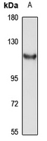 TRH-DE Antibody