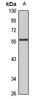 TRIM22 Antibody