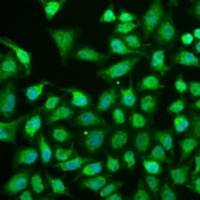 Anti-TRIM22 Antibody