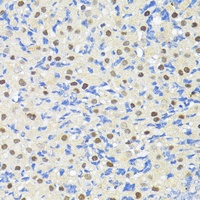 Anti-TRIM27 Antibody