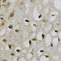 Anti-TRIM27 Antibody
