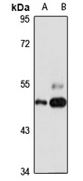 TRIM5 Antibody
