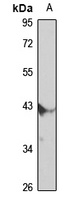 TRIM63 Antibody