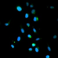 IRF1 antibody