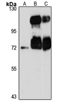 TRIM9 Antibody